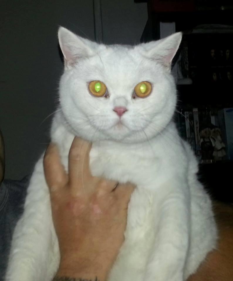 British Shorthair | Ludvig billede 1