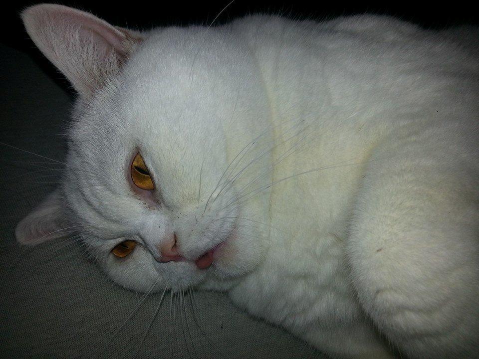 British Shorthair | Ludvig billede 6