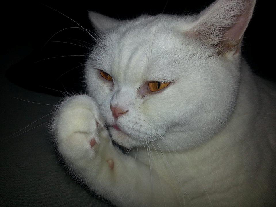 British Shorthair | Ludvig billede 7