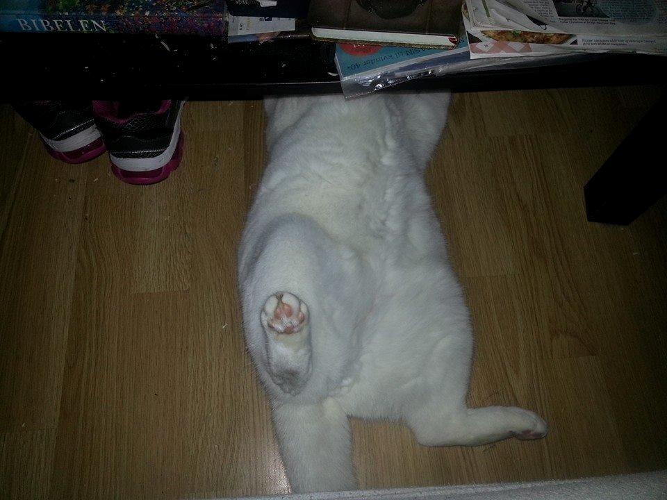 British Shorthair | Ludvig billede 4