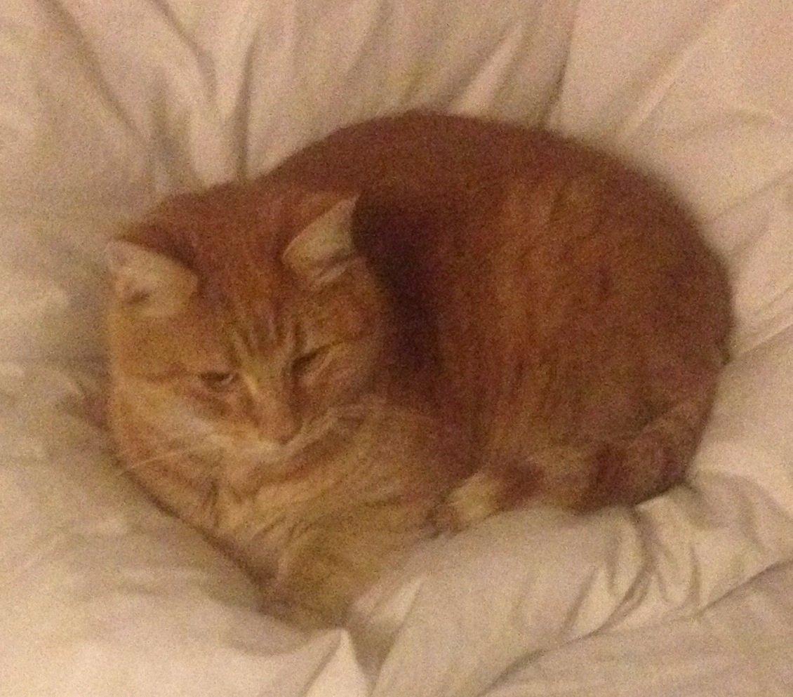 Huskat Tjuba billede 7