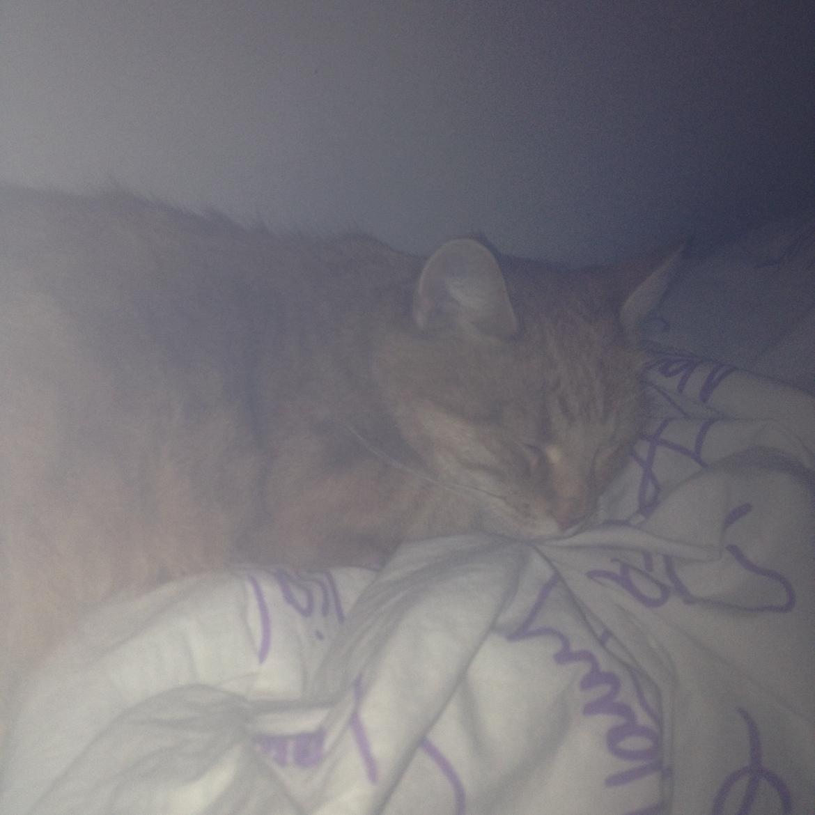 Huskat Tjuba billede 2