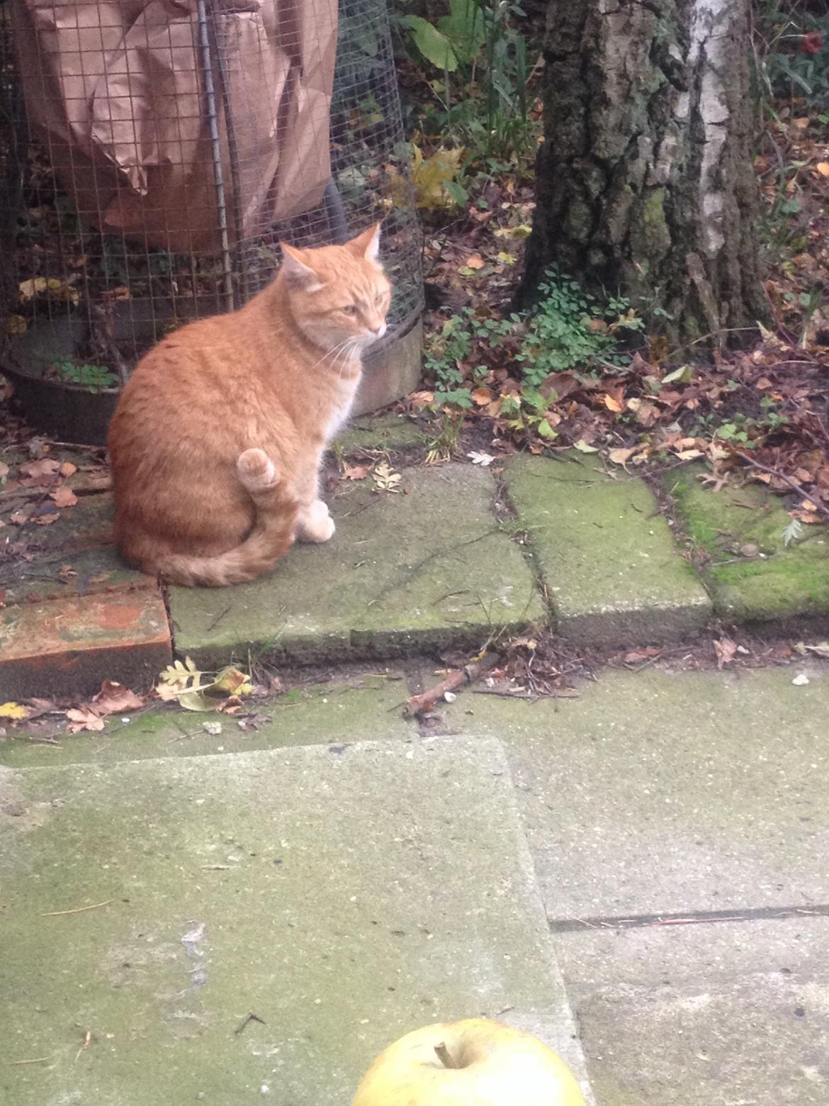 Huskat Tjuba billede 3