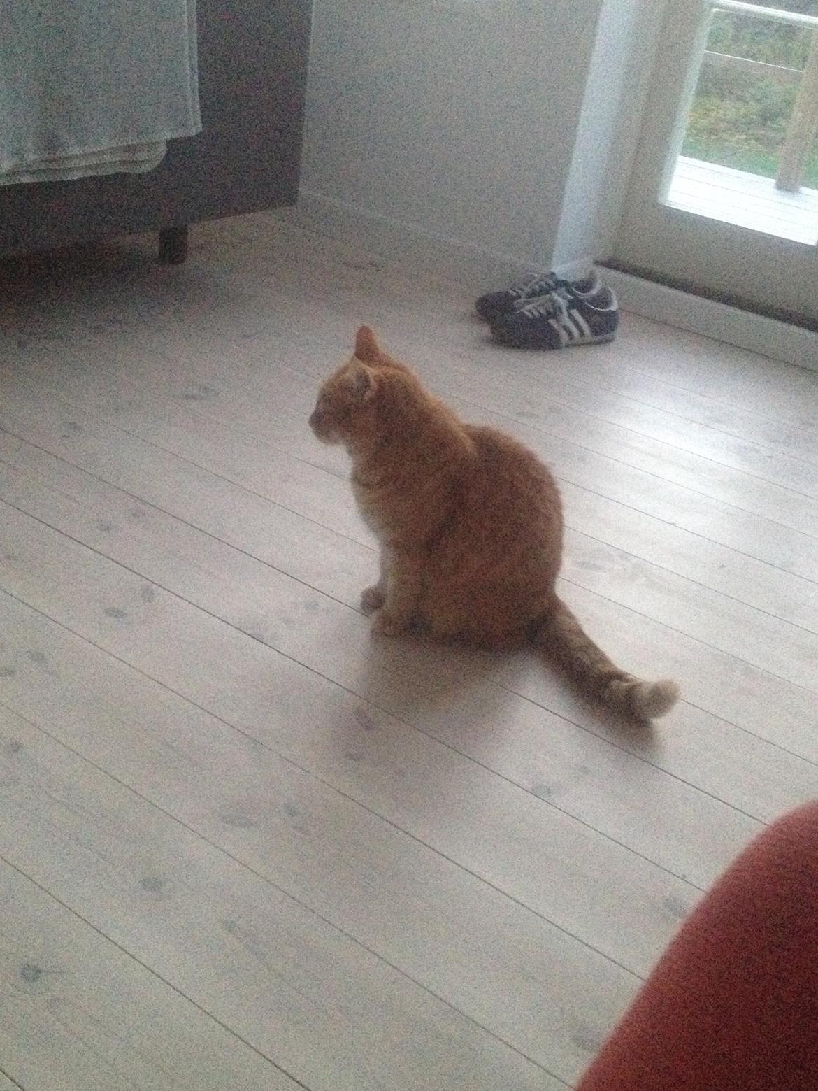 Huskat Tjuba billede 4