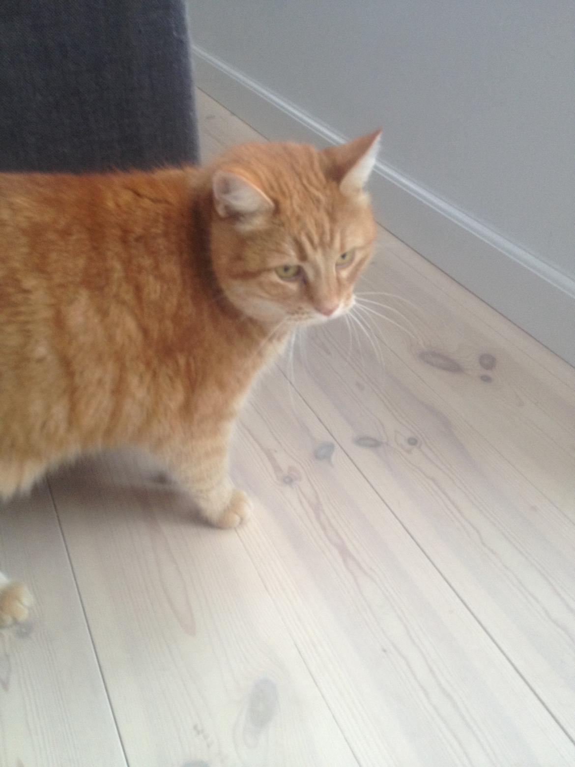 Huskat Tjuba billede 6