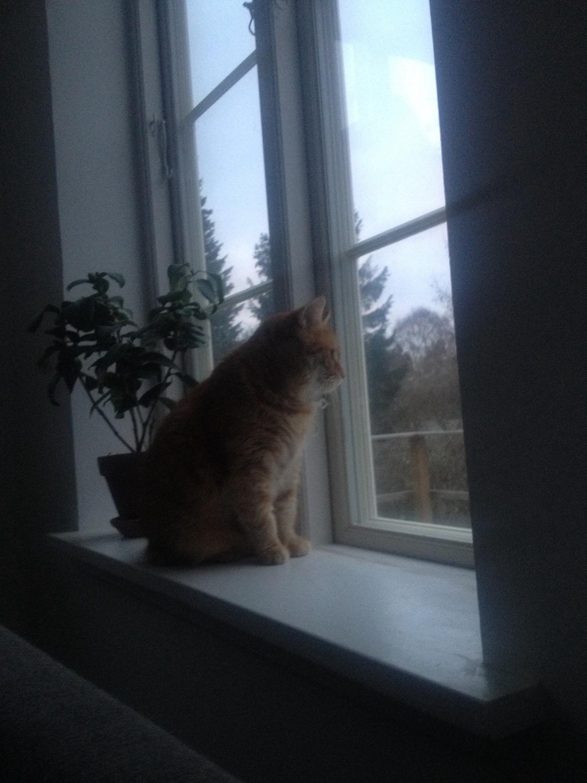 Huskat Tjuba billede 1