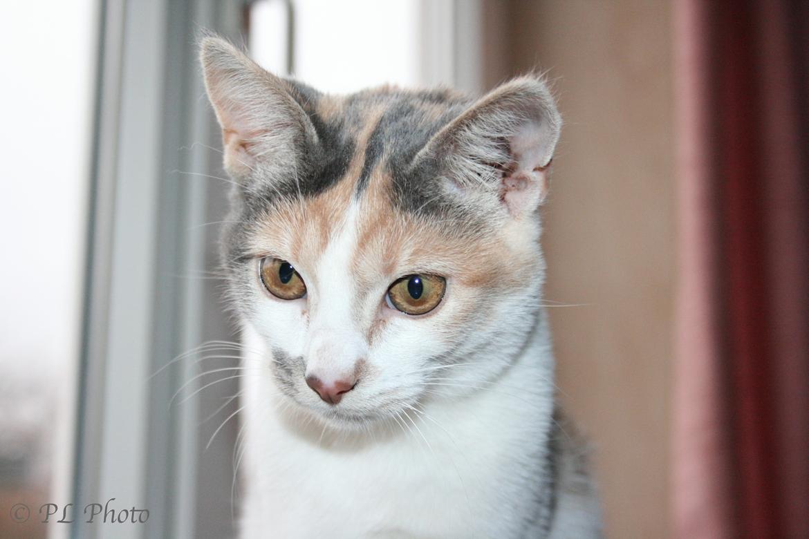 Huskat Tricky billede 1