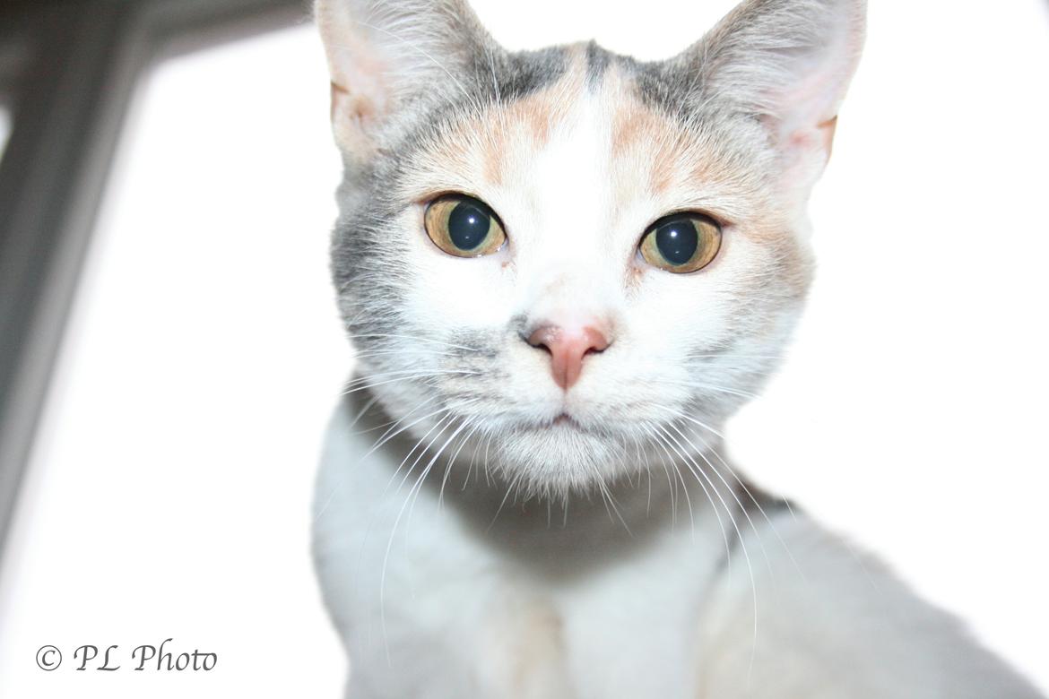 Huskat Tricky billede 3