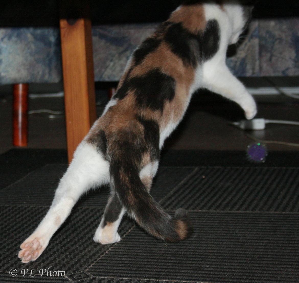 Huskat Tricky billede 4