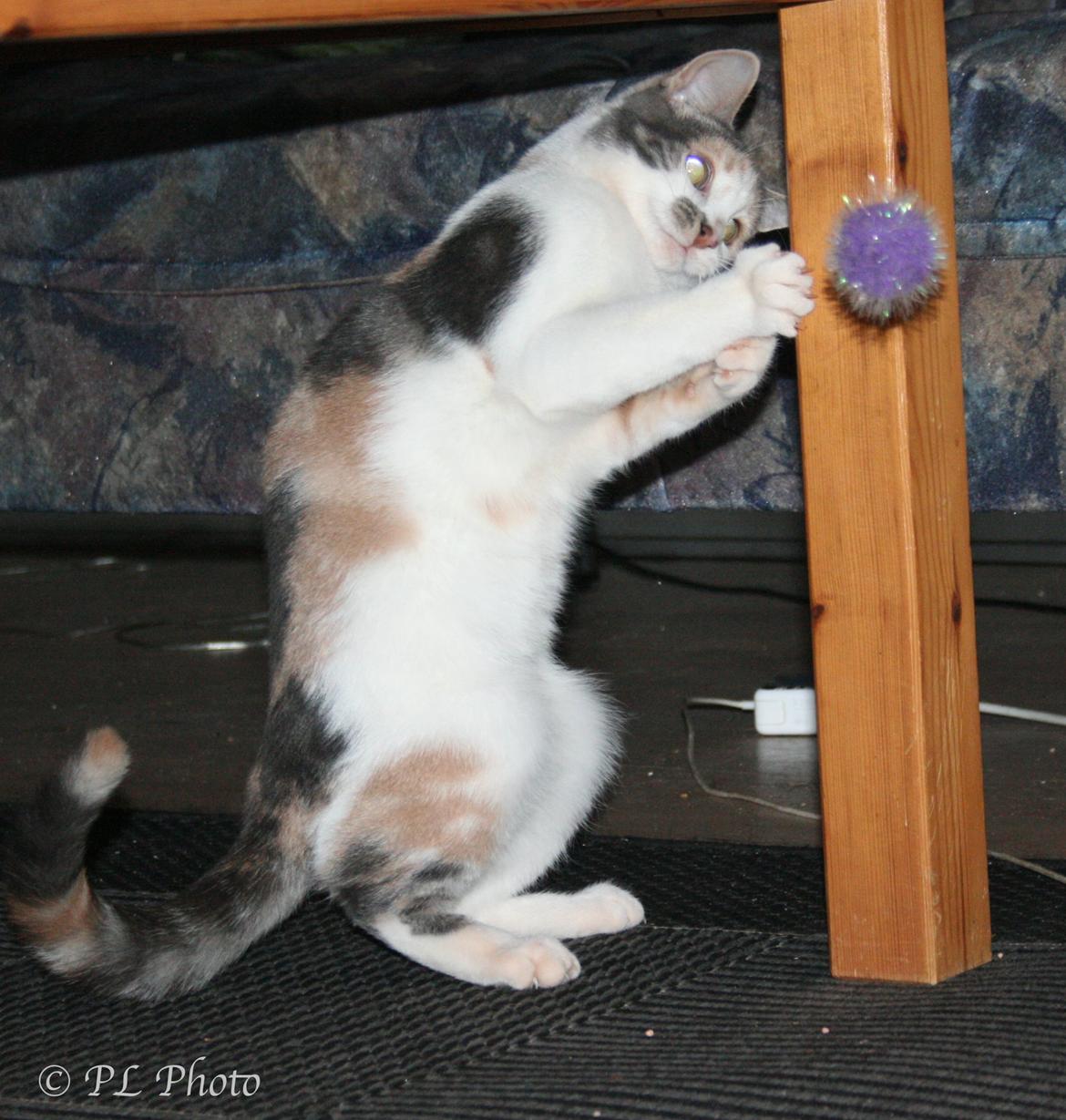 Huskat Tricky billede 5