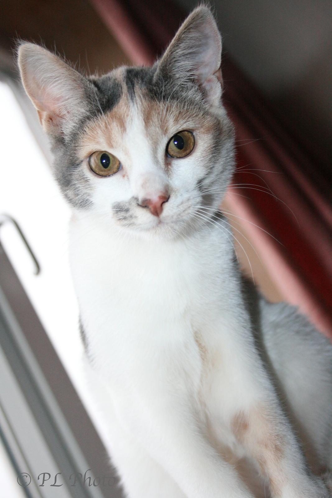 Huskat Tricky billede 2