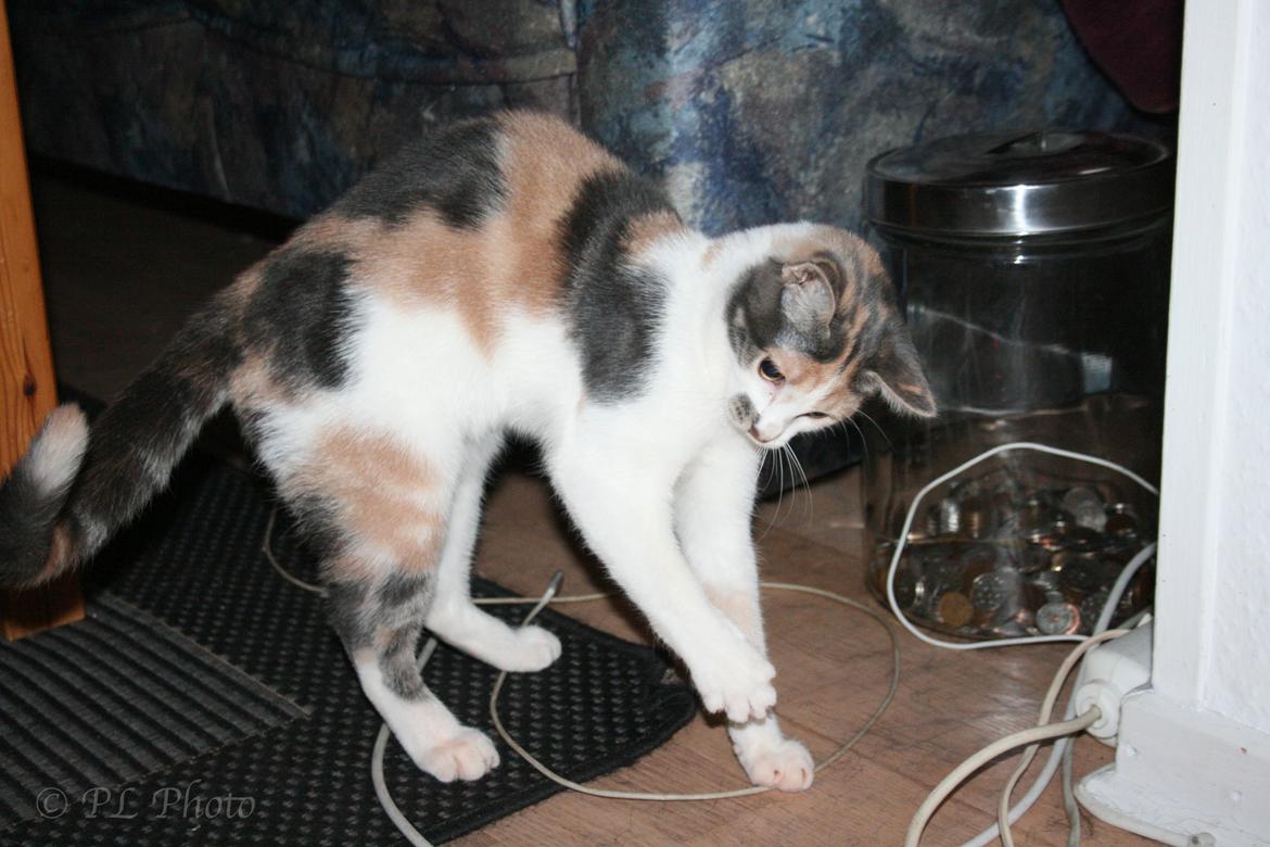 Huskat Tricky billede 7