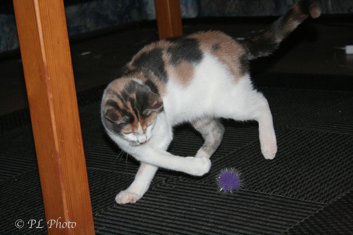 Huskat Tricky billede 6