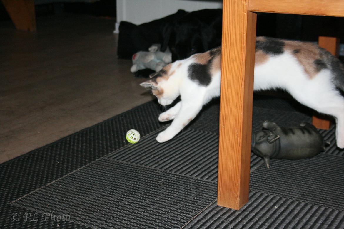 Huskat Tricky billede 8