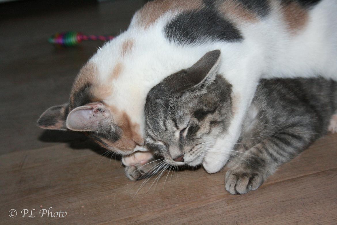 Huskat Tricky billede 11