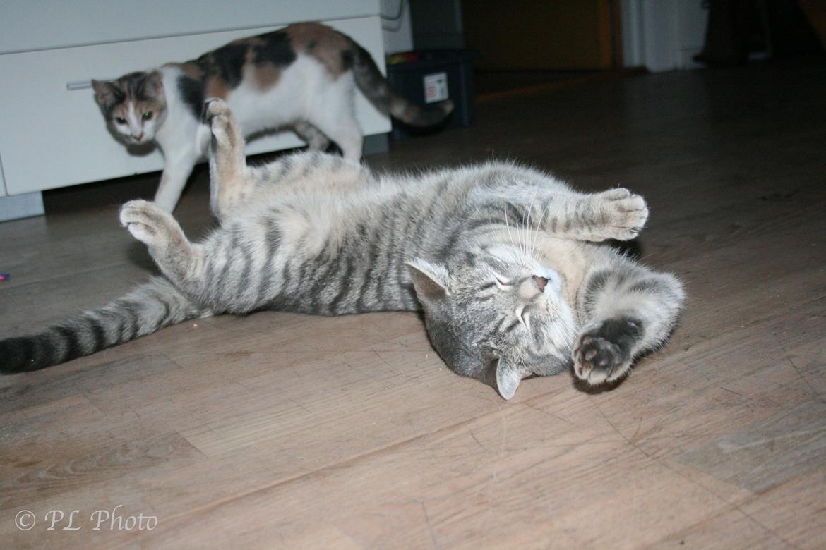 Huskat Tricky billede 9