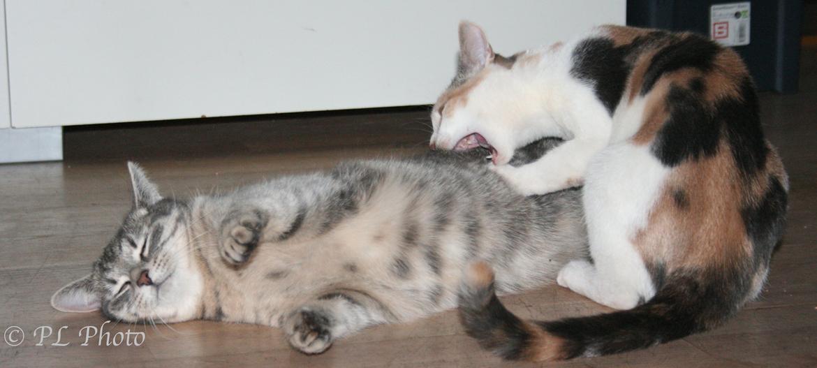 Huskat Tricky billede 13