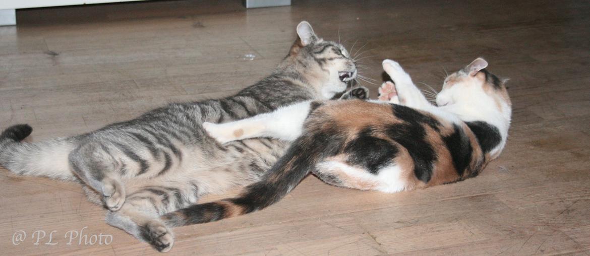 Huskat Tricky billede 14