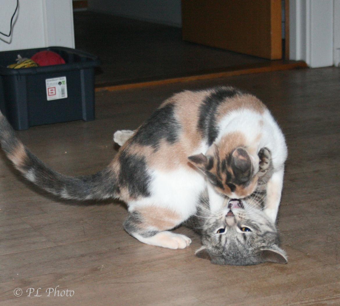 Huskat Tricky billede 15