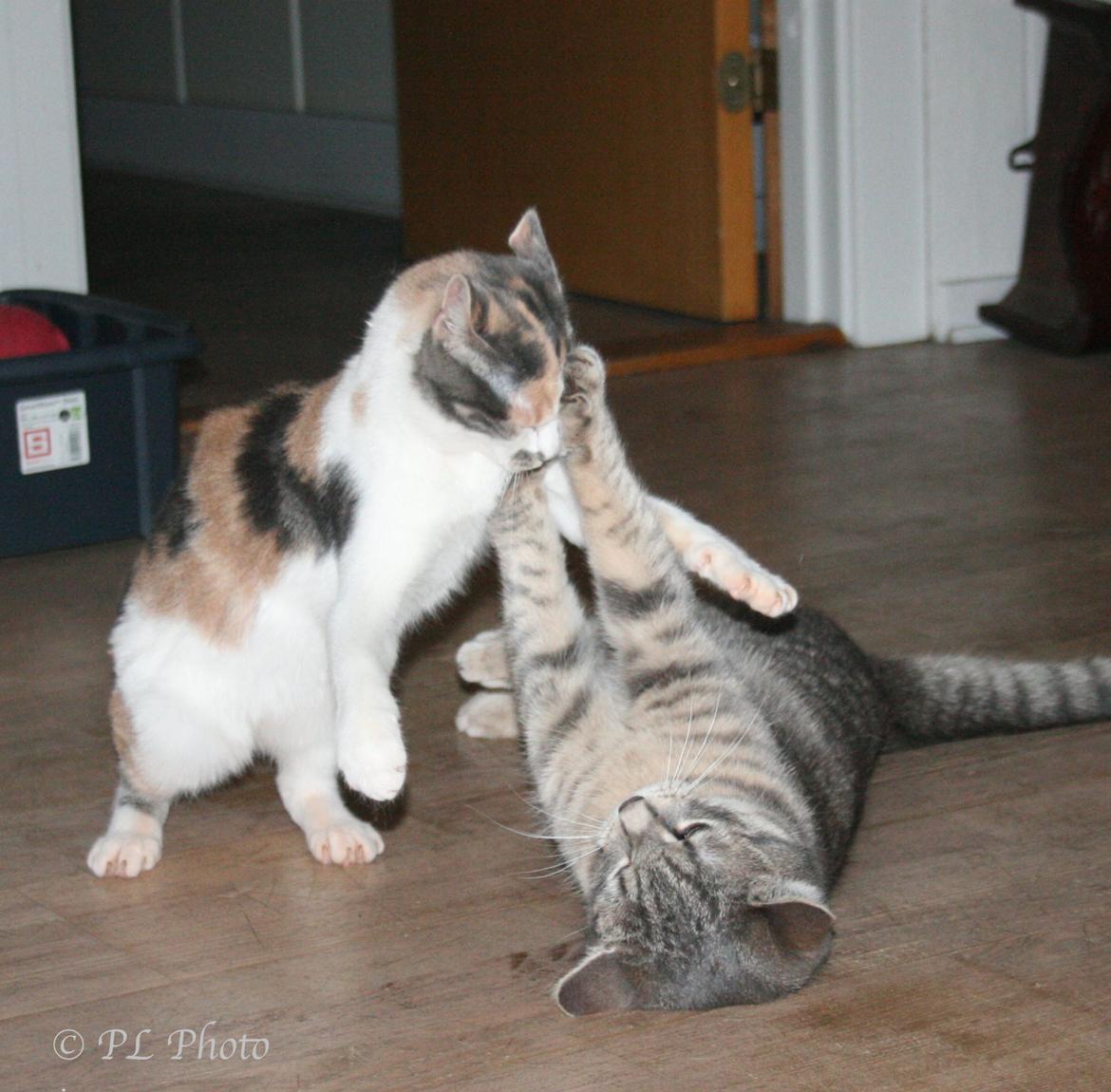 Huskat Tricky billede 16