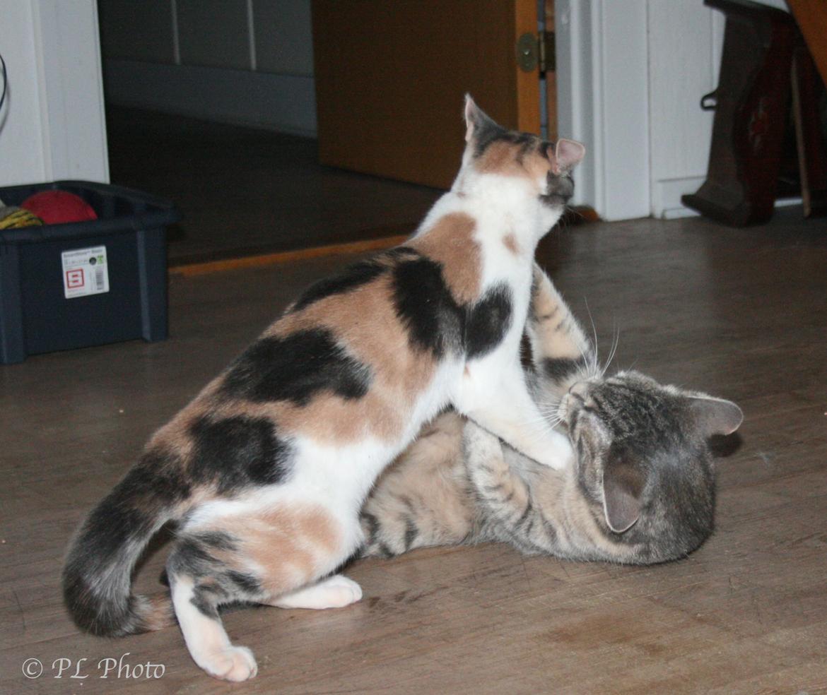 Huskat Tricky billede 17