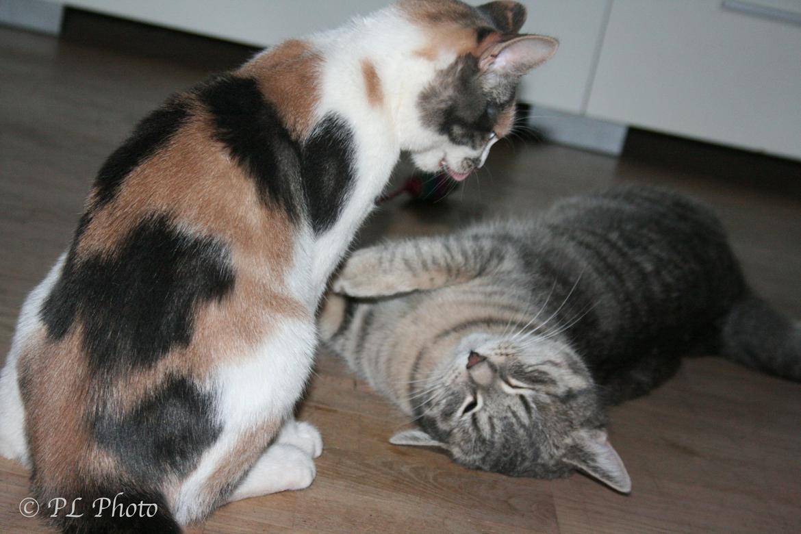 Huskat Tricky billede 12