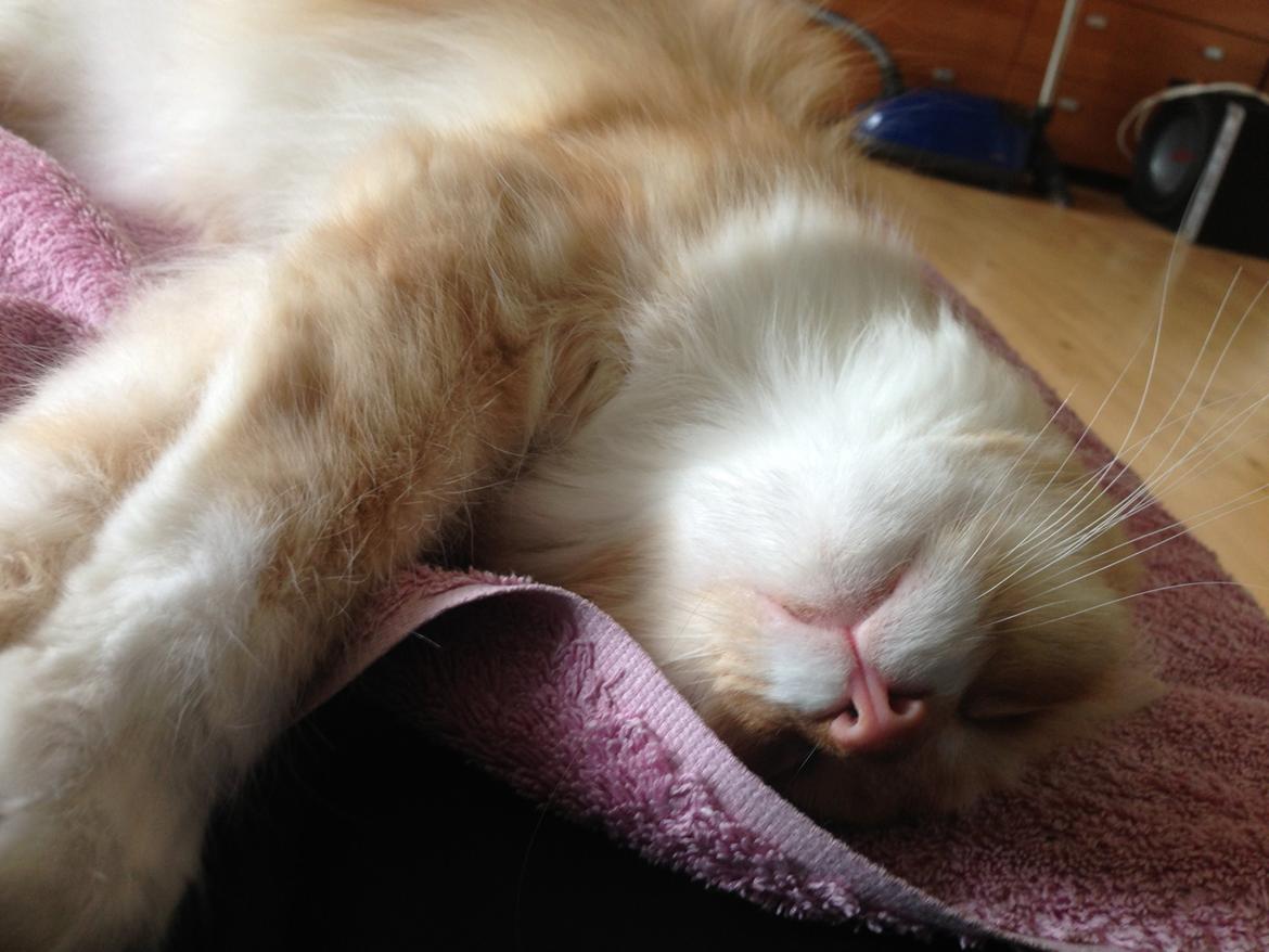 Blanding af racer Pjuske billede 4