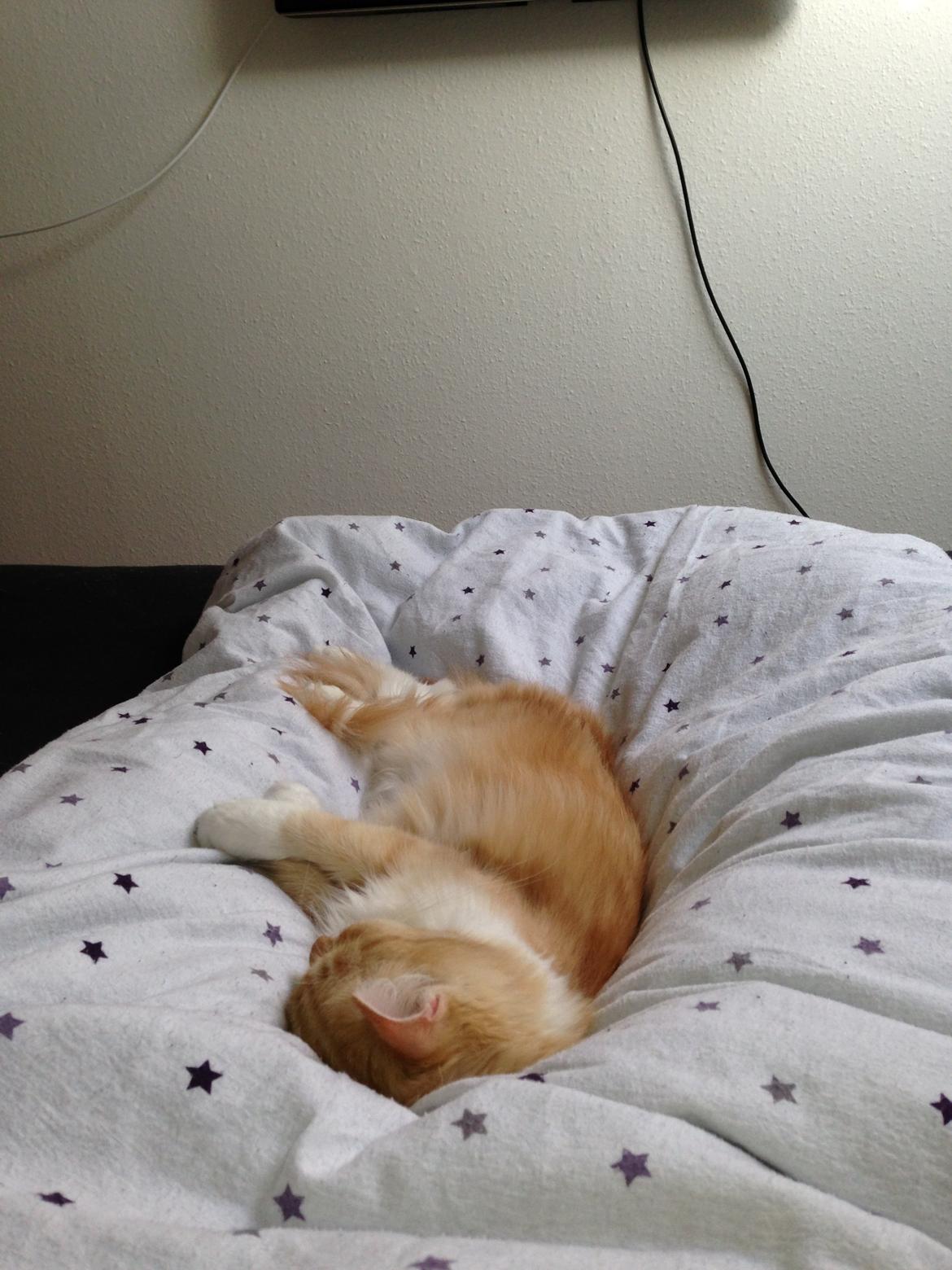 Blanding af racer Pjuske billede 5