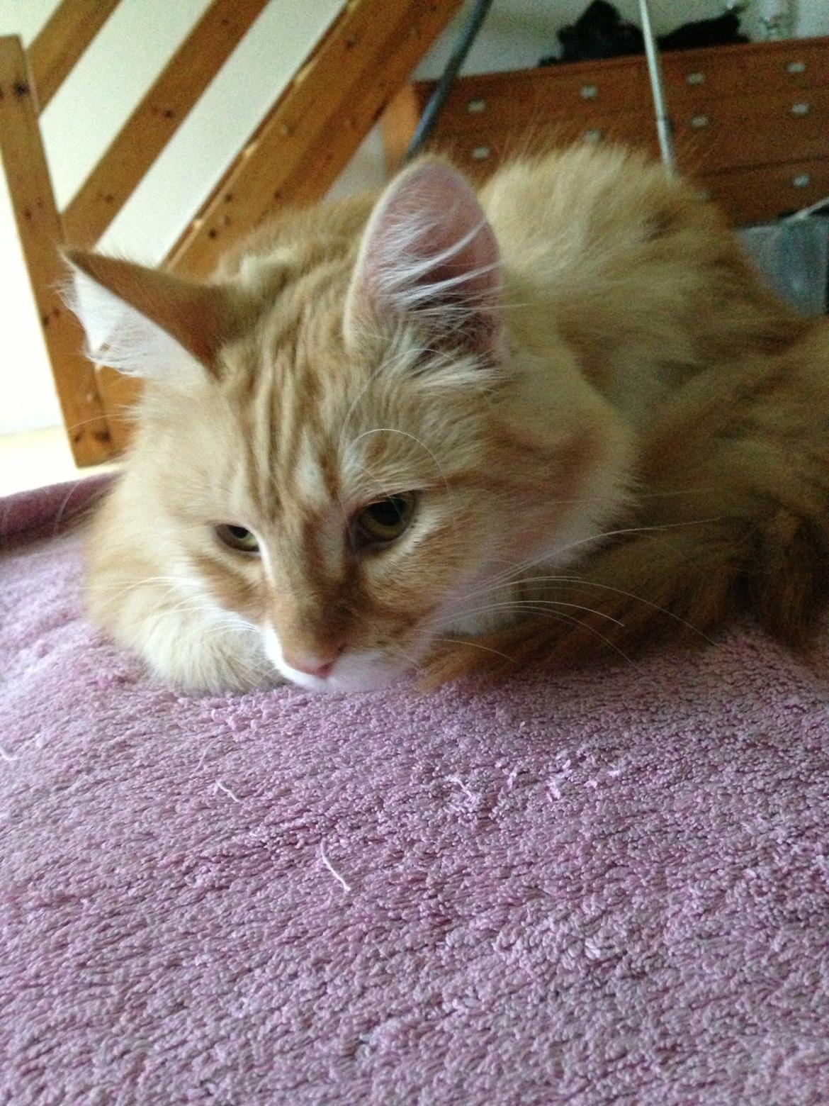 Blanding af racer Pjuske billede 3