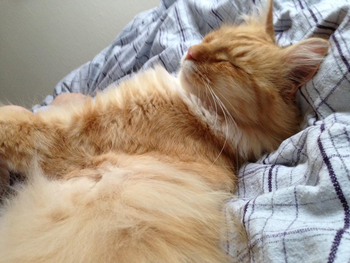 Blanding af racer Pjuske billede 7