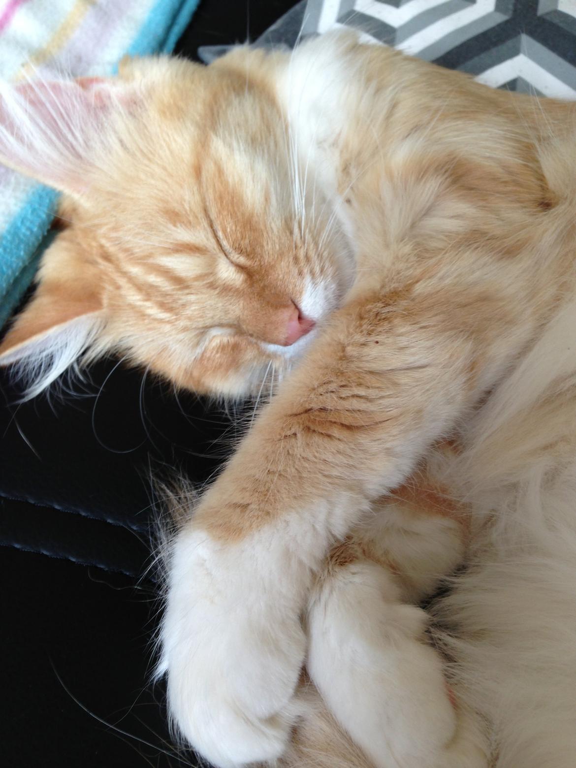 Blanding af racer Pjuske billede 8