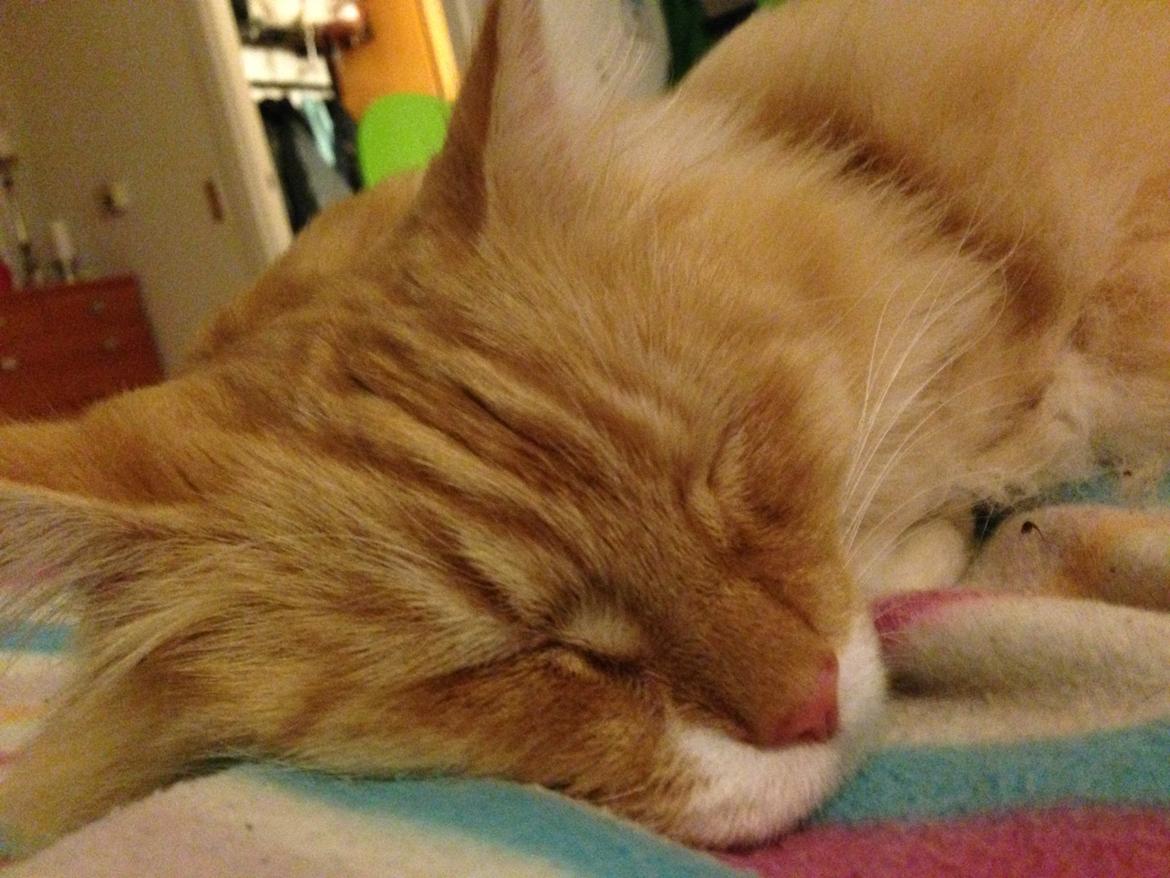 Blanding af racer Pjuske billede 9