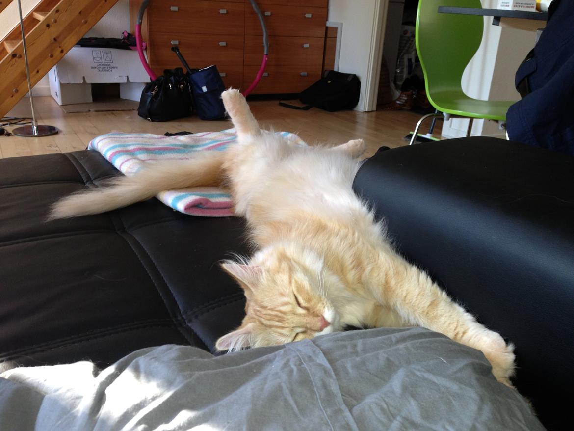 Blanding af racer Pjuske billede 6