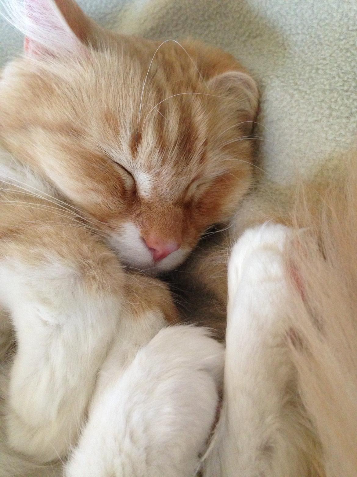 Blanding af racer Pjuske billede 10