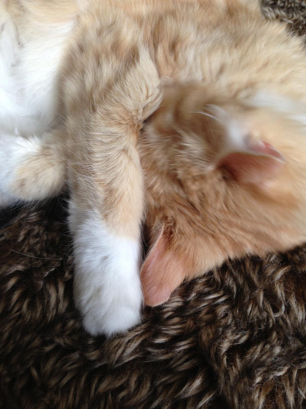 Blanding af racer Pjuske billede 12