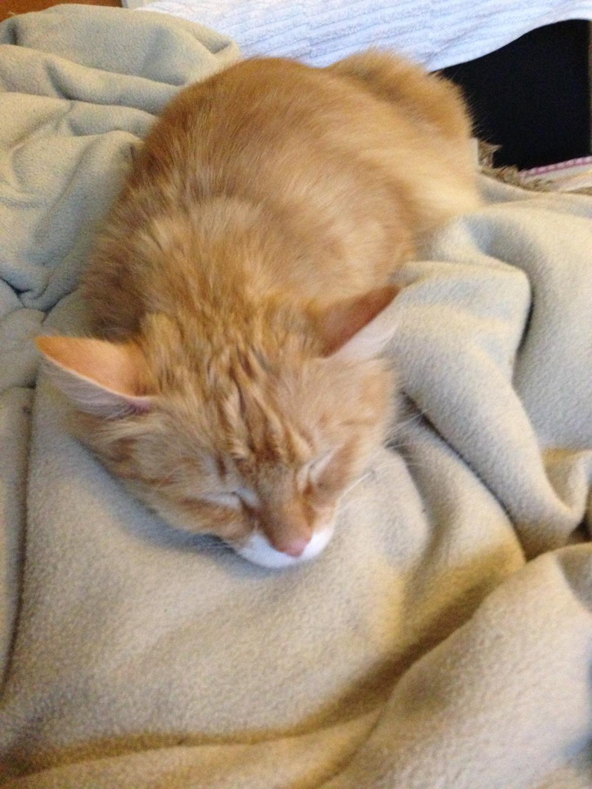 Blanding af racer Pjuske billede 13