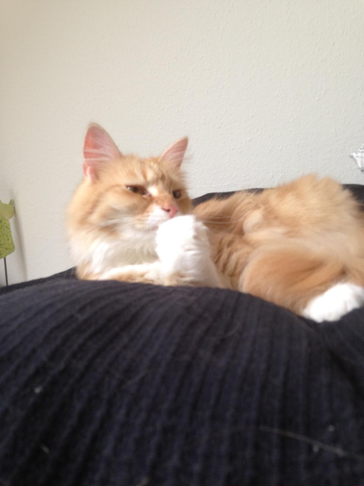 Blanding af racer Pjuske billede 14