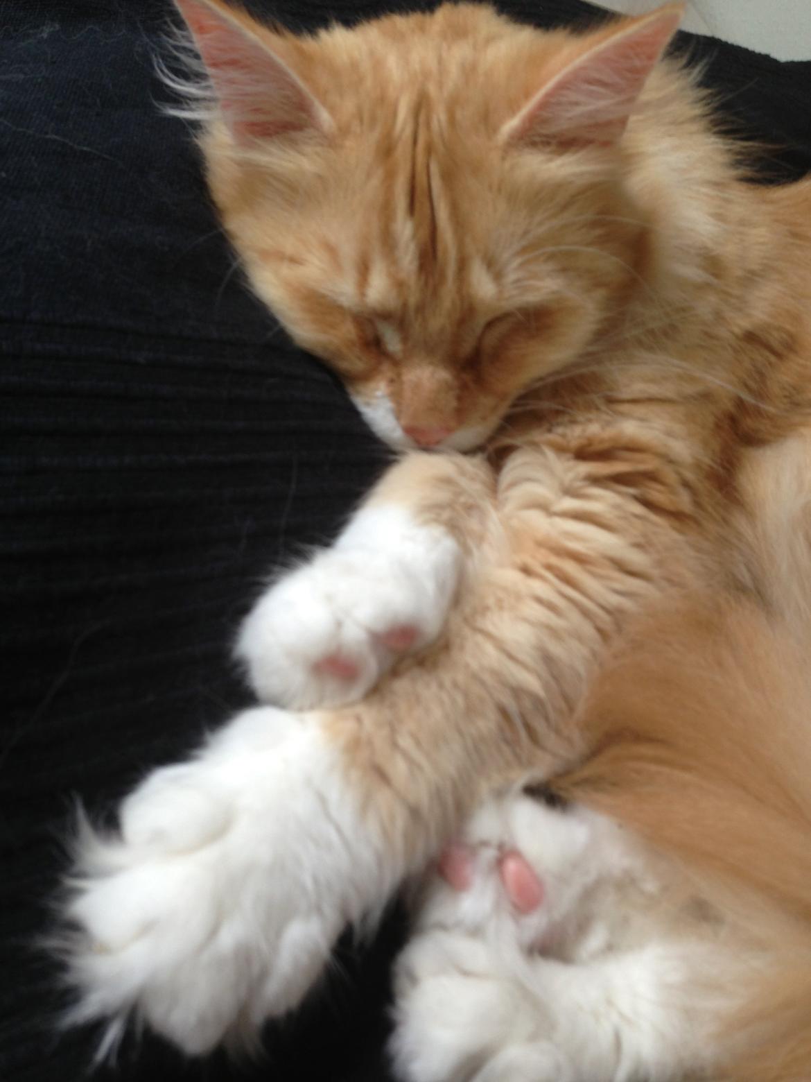 Blanding af racer Pjuske billede 15