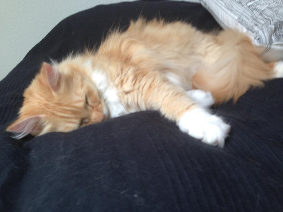 Blanding af racer Pjuske billede 16