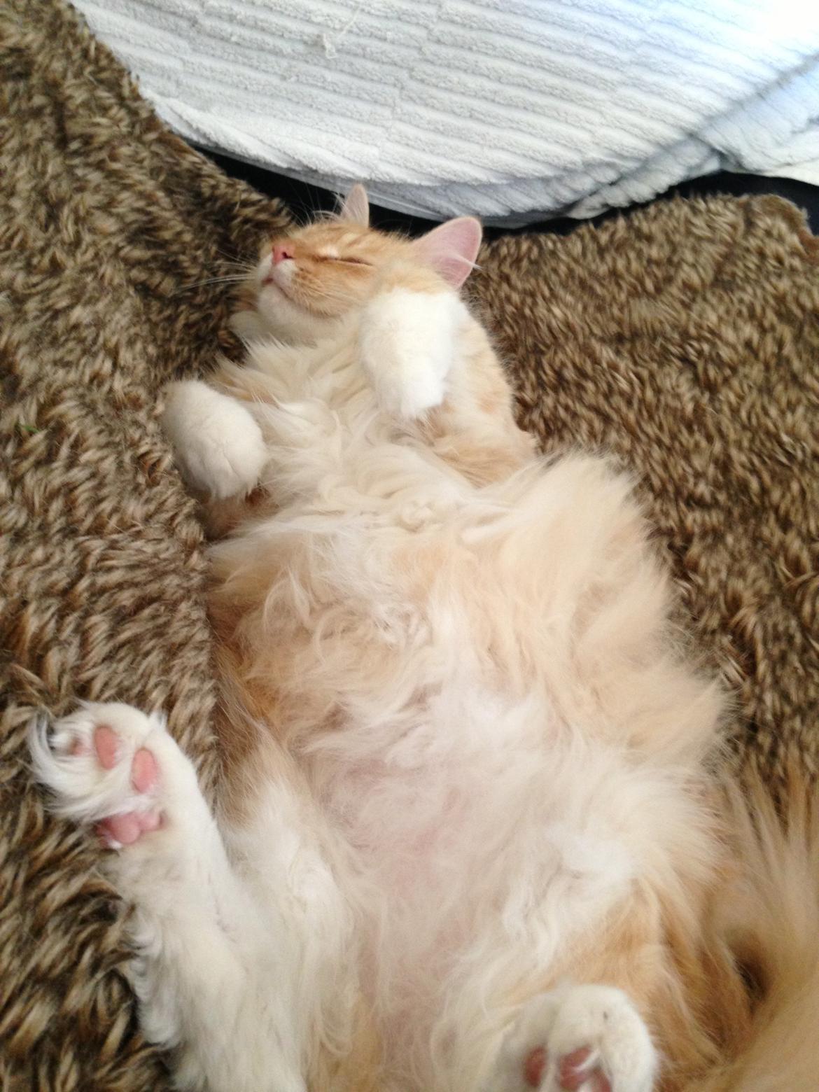 Blanding af racer Pjuske billede 17