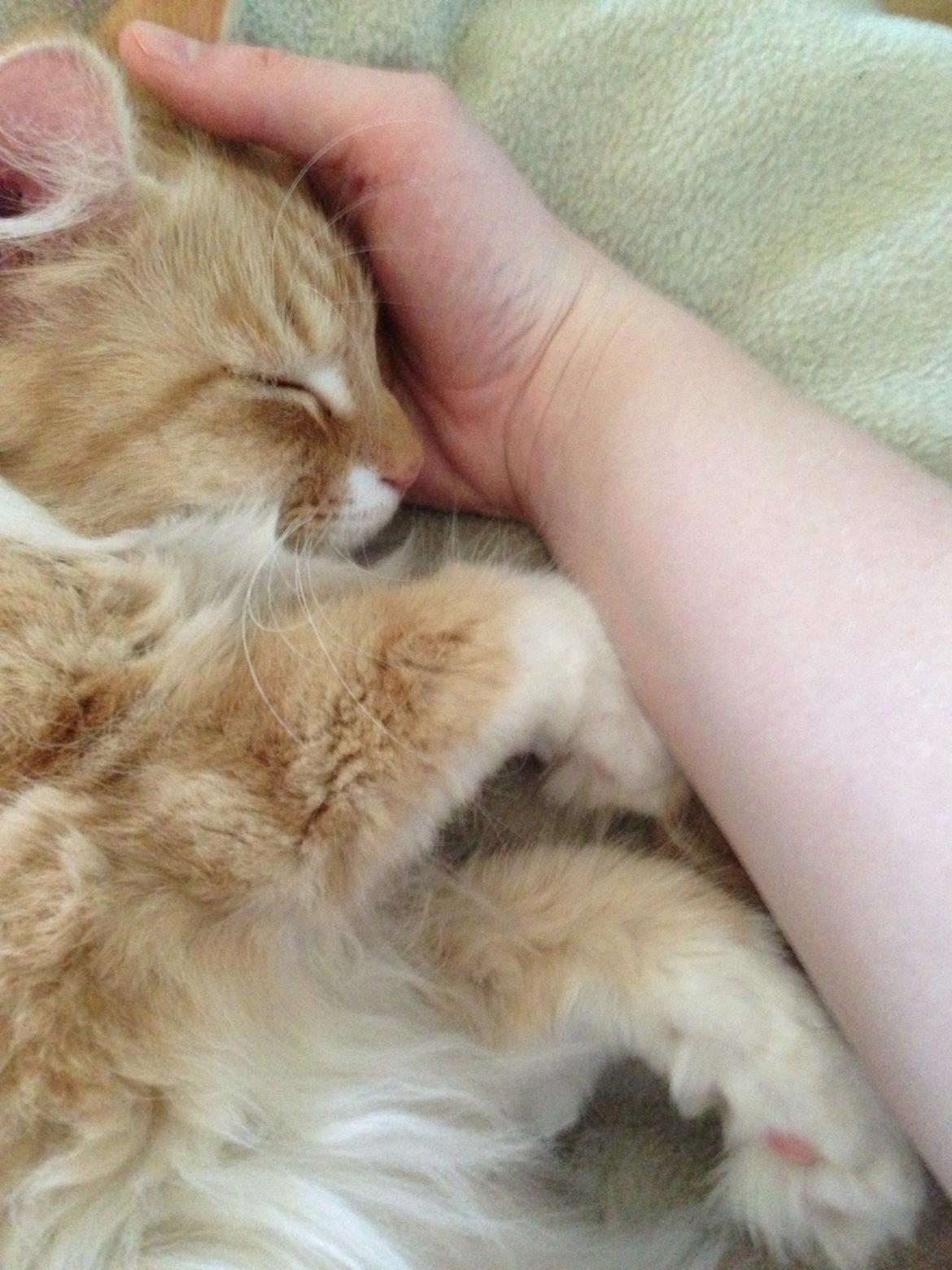 Blanding af racer Pjuske billede 11