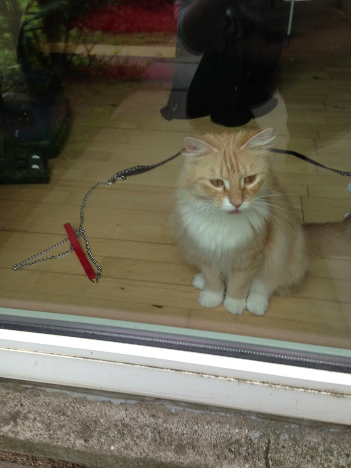 Blanding af racer Pjuske billede 18