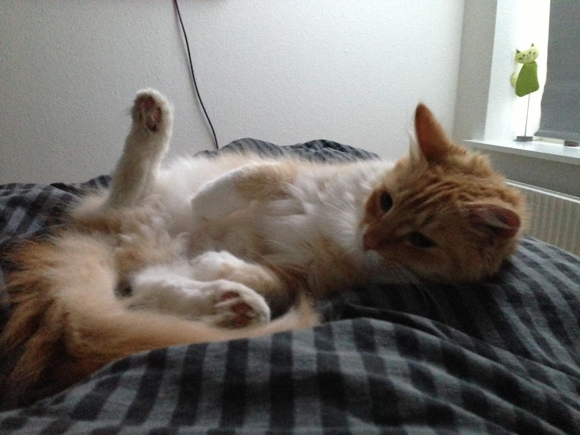 Blanding af racer Pjuske billede 19