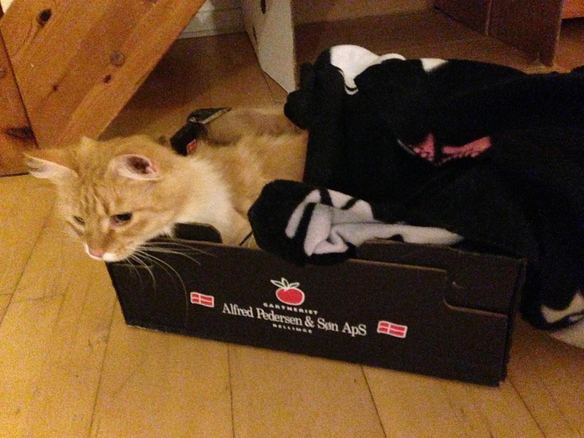 Blanding af racer Pjuske billede 20