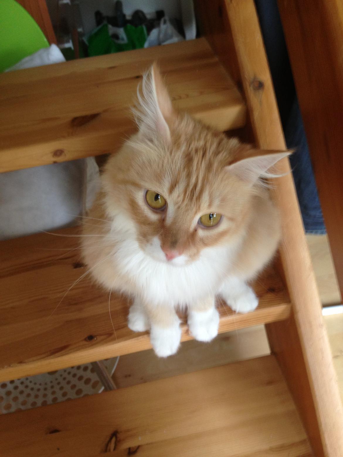 Blanding af racer Pjuske billede 1