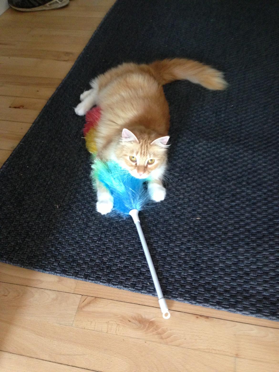 Blanding af racer Pjuske billede 2