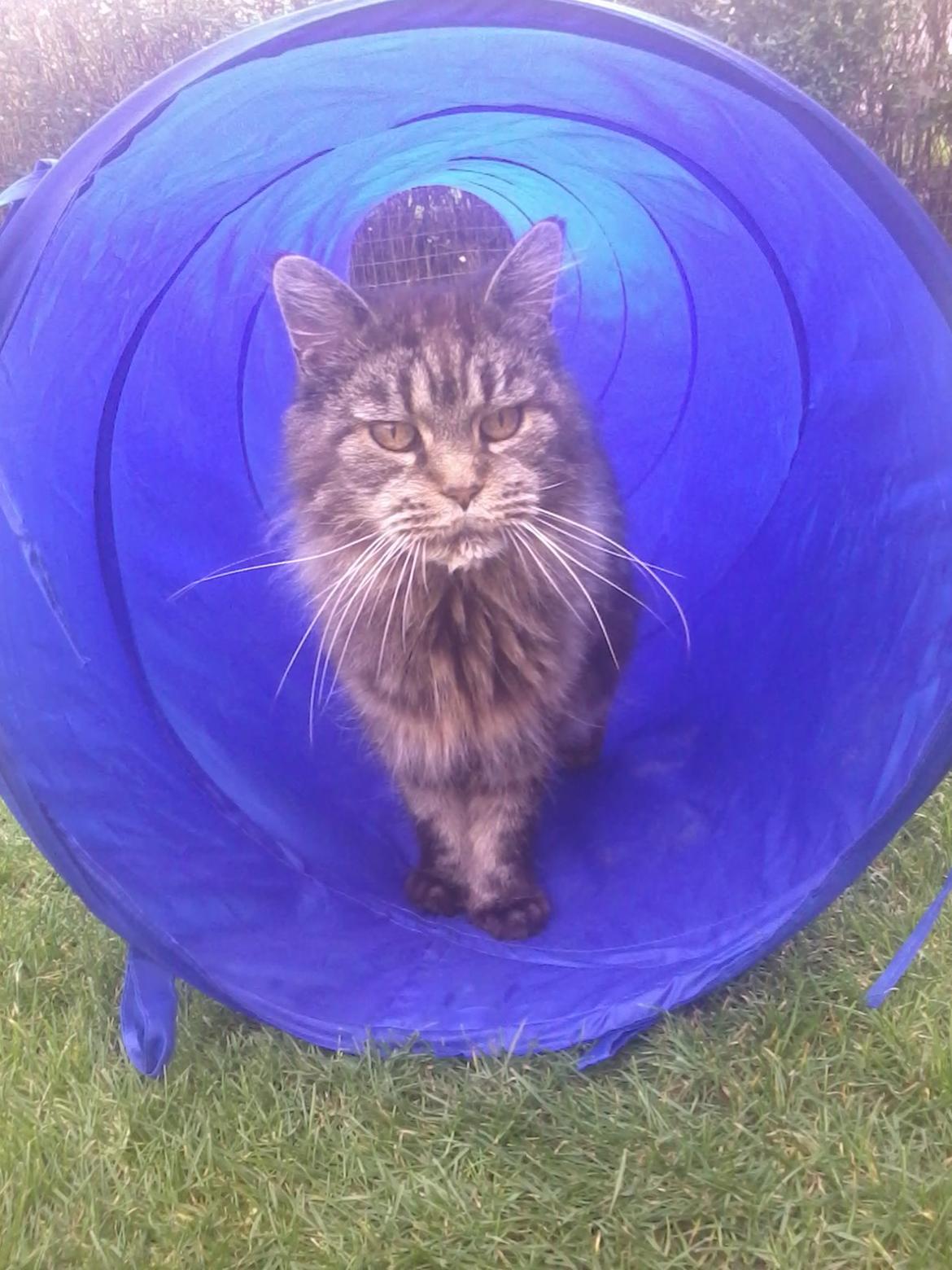 Maine Coon Odessa billede 4