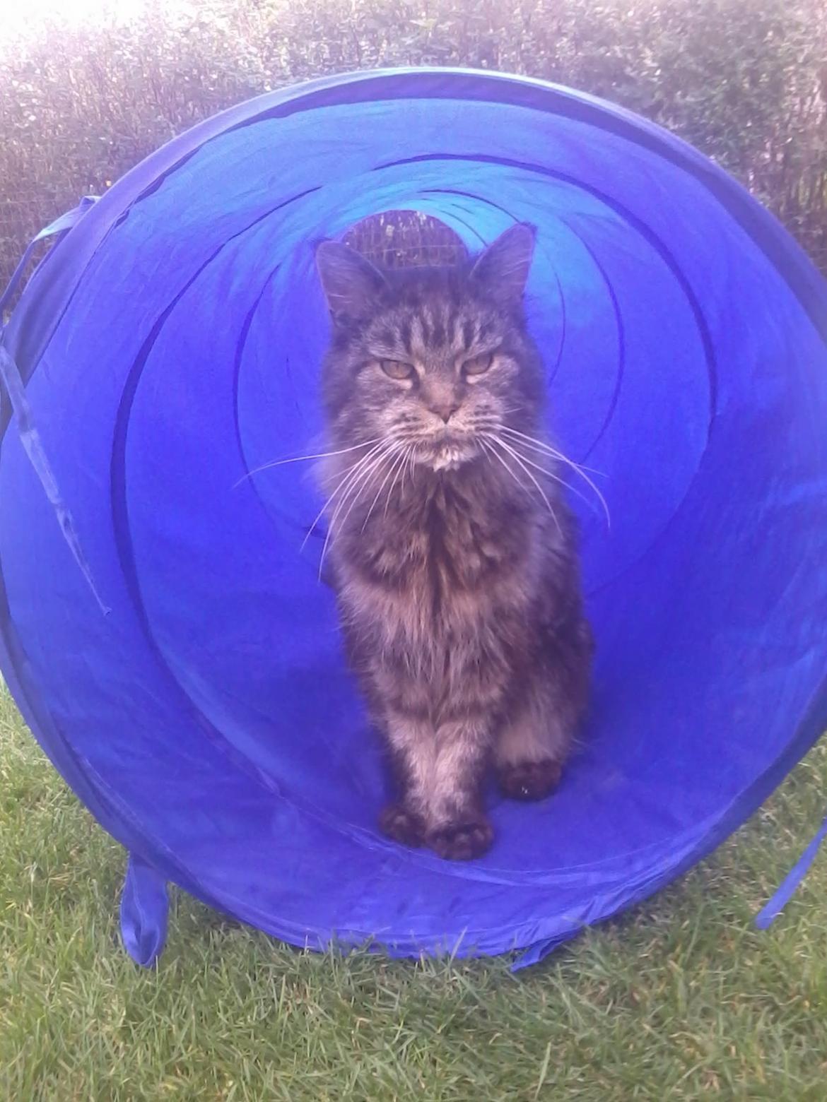 Maine Coon Odessa billede 5