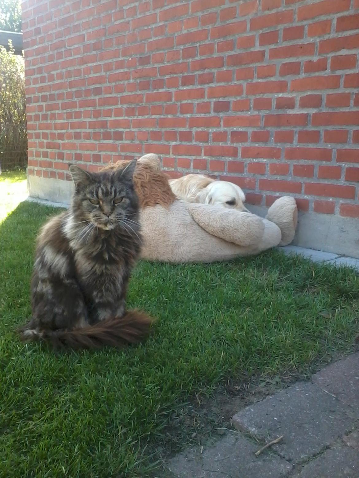 Maine Coon Odessa billede 6