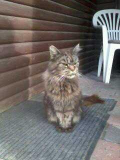 Maine Coon Odessa billede 7
